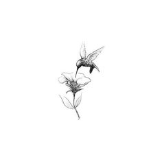 a black and white photo of a hummingbird on a flower