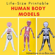 Checkout | TPT All Body Systems, Human Body Model, Personal Connection, Human Body Anatomy, Unit Plan, Body Anatomy, All About Me, Paper Model