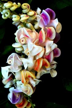 the colorful flowers are blooming on the plant