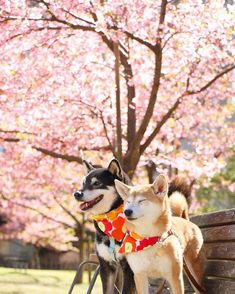 two dogs are sitting on a bench in front of some trees with pink blossoming flowers