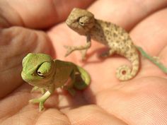 two small lizards sitting on the palm of someone's hand in front of them