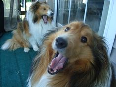 two brown and white dogs sitting next to each other on a green carpeted floor