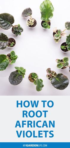 how to root african violets in the garden with text overlay that reads, how to root african violets