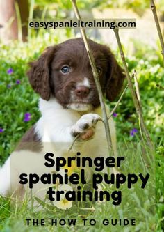 a brown and white puppy sitting in the grass with its paw on a stick that says spring spaniel puppy training