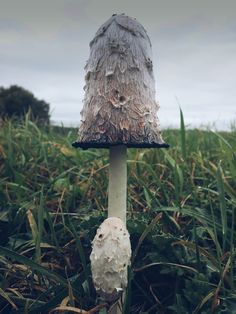 a mushroom sitting on top of a lush green field