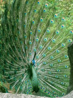 a peacock with its feathers spread out