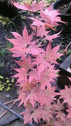 pink leaves are growing in a potted plant