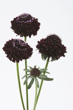 three purple flowers in a vase on a table