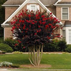 a bush with red flowers in front of a house