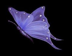 a purple butterfly with white stars on it's wings and the words tina above it