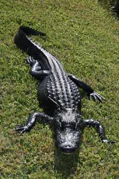 an alligator is laying in the grass