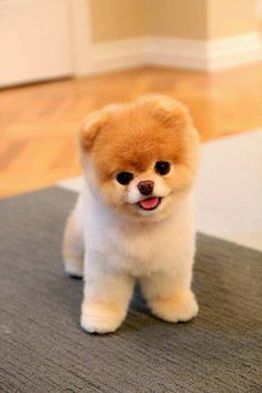 a small brown and white dog sitting on top of a rug