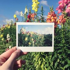 a person holding up a polaroid photo in front of some wildflowers and trees