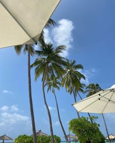 the beach is lined with palm trees and umbrellas