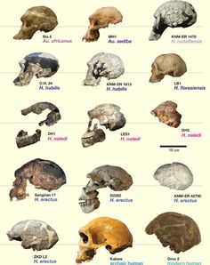 the different types of human skulls are shown in this chart, with each skull labeled