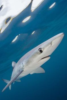 a shark swimming in the ocean with its mouth open