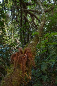 a tree that has some kind of plant growing on it's side in the forest