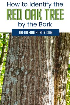 a red oak tree with the text how to identify the red oak tree by the bark