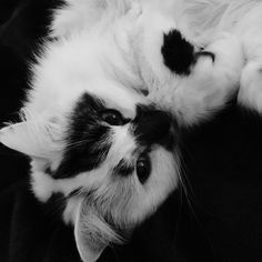 a black and white cat laying on its back