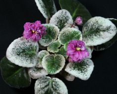 some pink flowers and green leaves covered in powdered snow on a black background with copy space