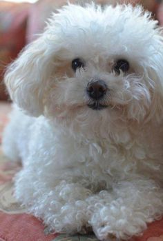 a small white dog sitting on top of a couch