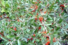 berries are growing on the branches of an olive tree