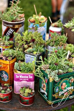 several tins with plants in them sitting on a table