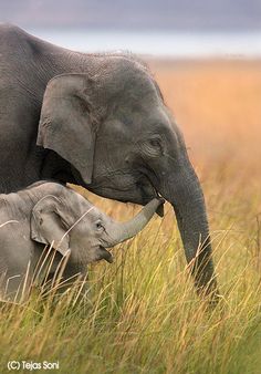 an adult elephant standing next to a baby elephant in tall grass on a field with water in the background