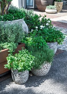 several potted plants are lined up on the sidewalk