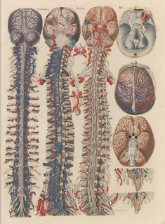 an antique medical illustration shows the human nervous system, including the head, neck and brain