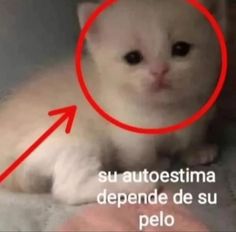 a white cat sitting on top of a floor next to a red circle with the caption su autoestima de pelo