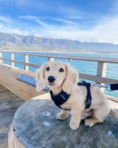 a small dog sitting on top of a wooden bench near the ocean with mountains in the background