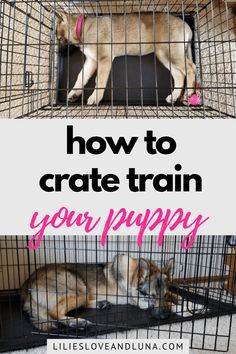 two dogs in cages with the words how to crate train your puppy on top and bottom