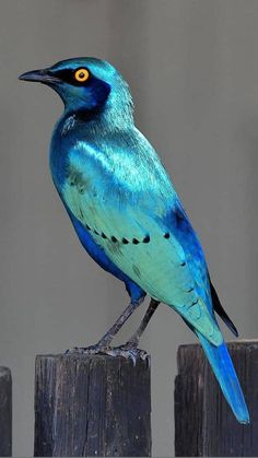 a blue bird sitting on top of a wooden fence post next to a gray wall