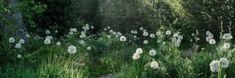 some white flowers are in the middle of green grass and trees with sunlight shining on them