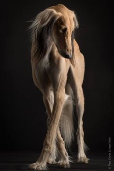 a dog with long hair standing in front of a black background