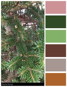 a pine tree with lots of green needles and brown, pink, and green colors