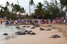 a group of people standing on top of a sandy beach next to the ocean with sea turtles