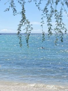 a man standing on top of a sandy beach under a tree next to the ocean