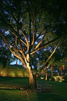 a bench under a large tree in the evening