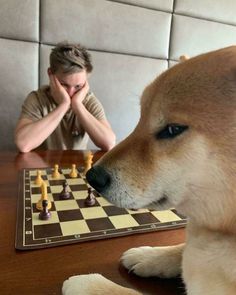 a dog is looking at a chess board