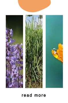 four different pictures with the words read more on them and an orange fish in the middle