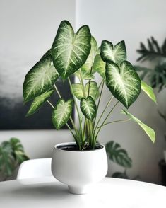 a potted plant sitting on top of a white table