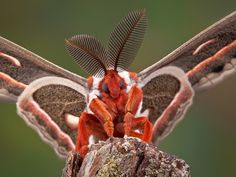 a close up of a moth on top of a piece of wood with its wings open