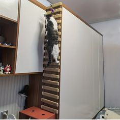 a cat climbing up the side of a ladder on top of carpeted flooring