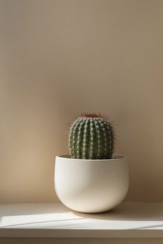 a small cactus in a white bowl on a shelf