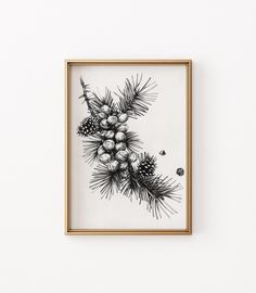 a black and white drawing of pine cones in a gold frame on a white wall