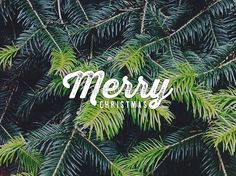 the words merry christmas surrounded by pine needles