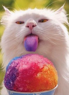 a white cat with its tongue sticking out and holding an ice cream ball