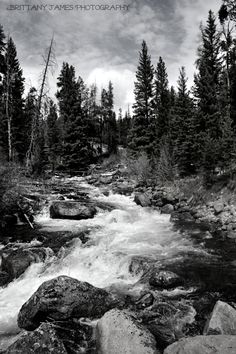 a black and white photo of a stream in the woods with rocks, pine trees and cloudy sky